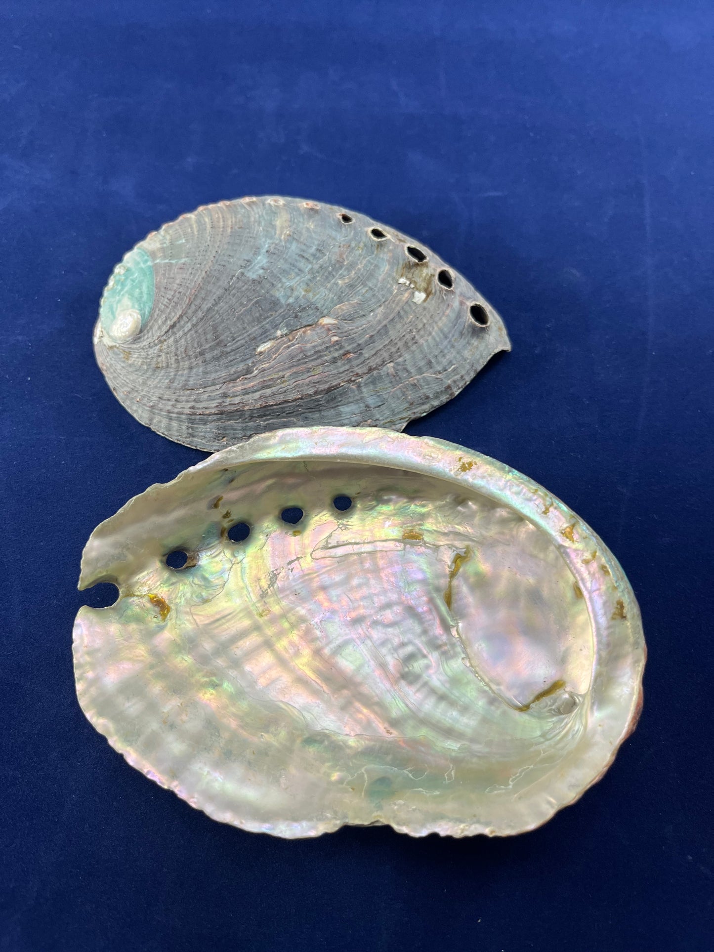 Medium Abalone Shell