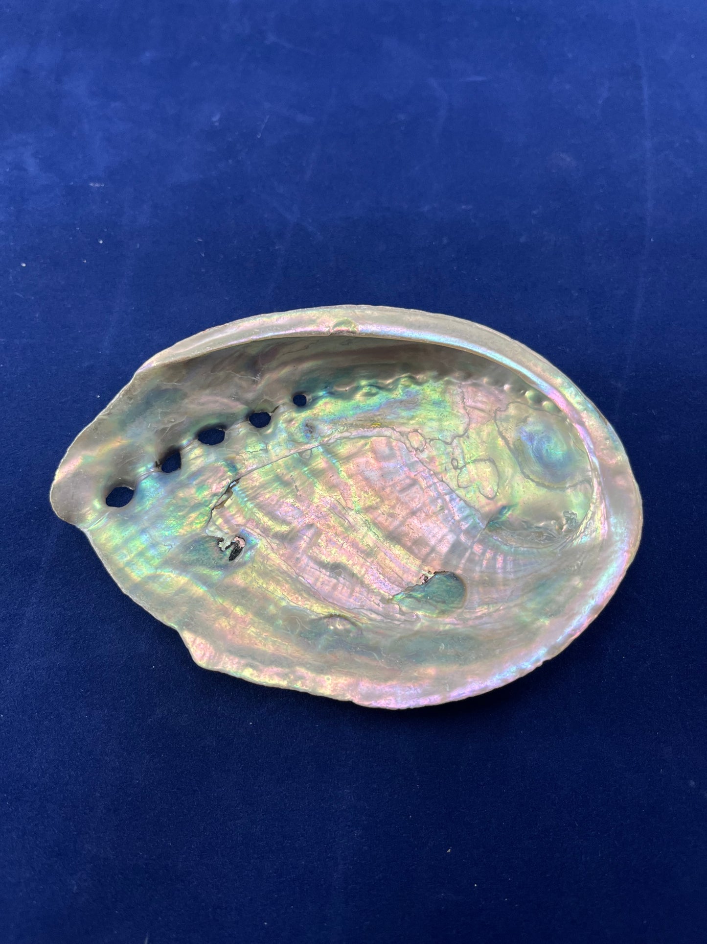 Medium Abalone Shell
