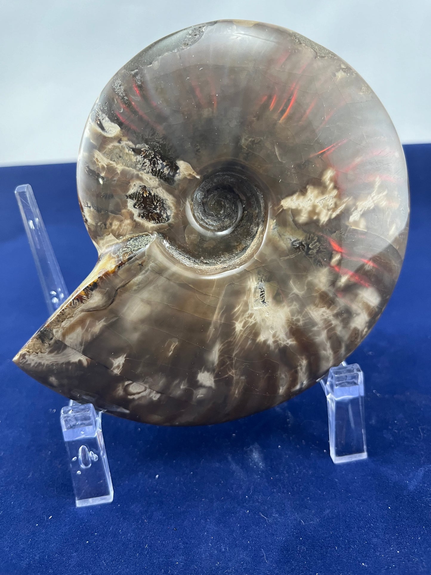 Ammonite