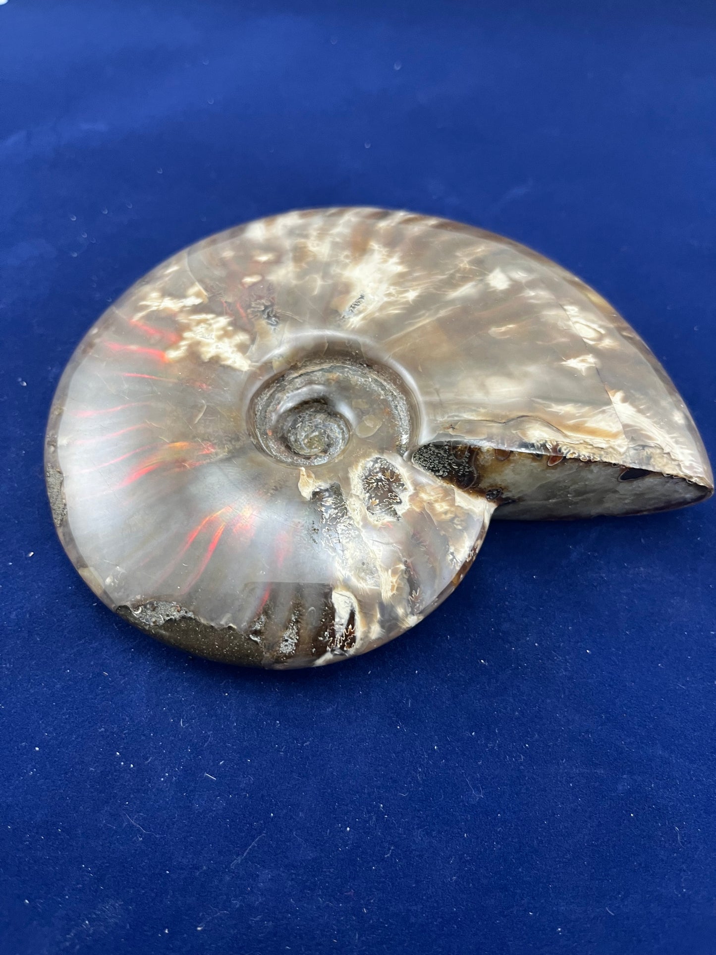 Ammonite