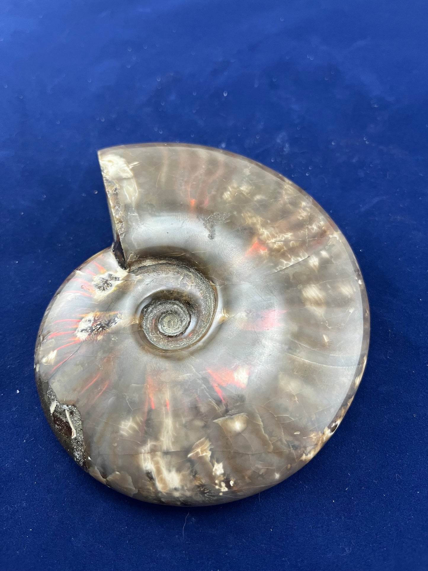 Ammonite