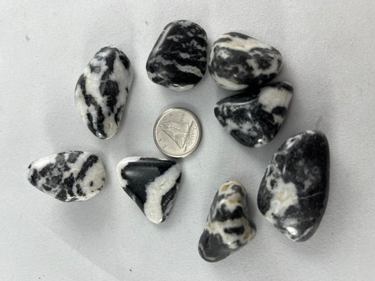 zebra Jasper